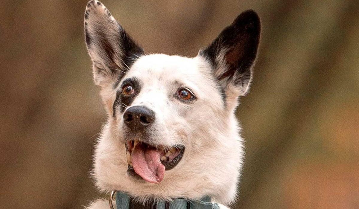     Собака. Источник: mos ru Автор фото: Пресс-служба Мэра и Правительства Москвы