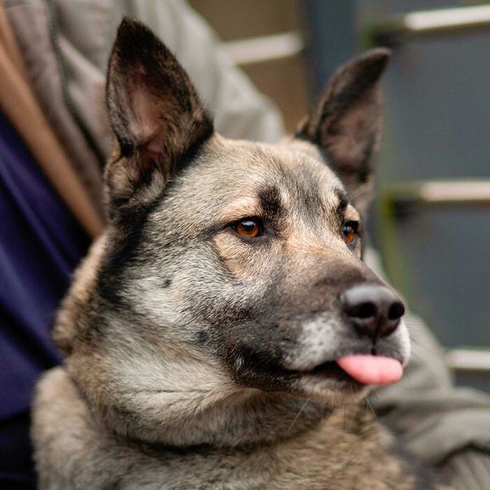    Животные столичных приютов украсили открытки ко Дню защитника Отечества