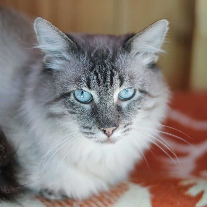    Животные столичных приютов украсили открытки ко Дню защитника Отечества