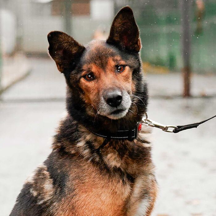    Животные столичных приютов украсили открытки ко Дню защитника Отечества