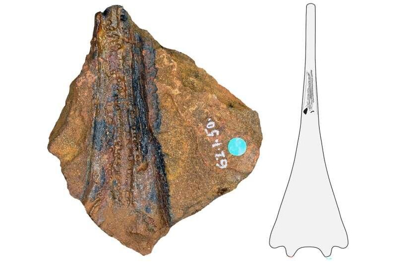    фото:Шведский музей естественной истории