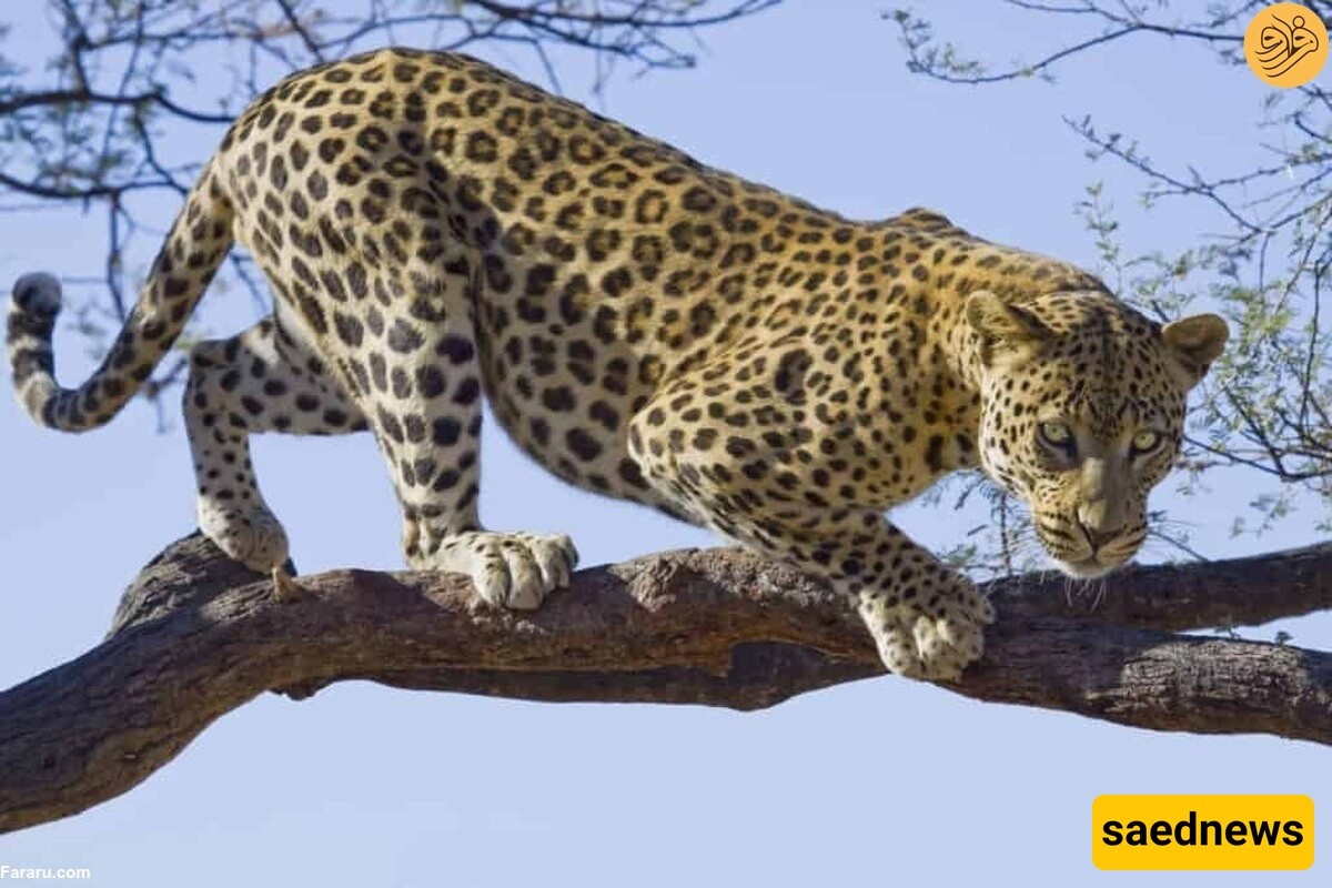 Фото с сайта: https://en.saednews.com/.post/-video-wildlife-documentary-this-story-the-leopard-s-leap-to-the-tree-after-breaking-the-wild-dog-s-ribs-p9ep
