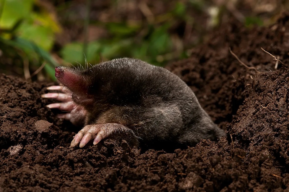 Фото с сайта: https://www.yahoo.com/news/hundreds-of-undiscovered-mammal-species-remain-to-be-found-around-the-world-171513279.html