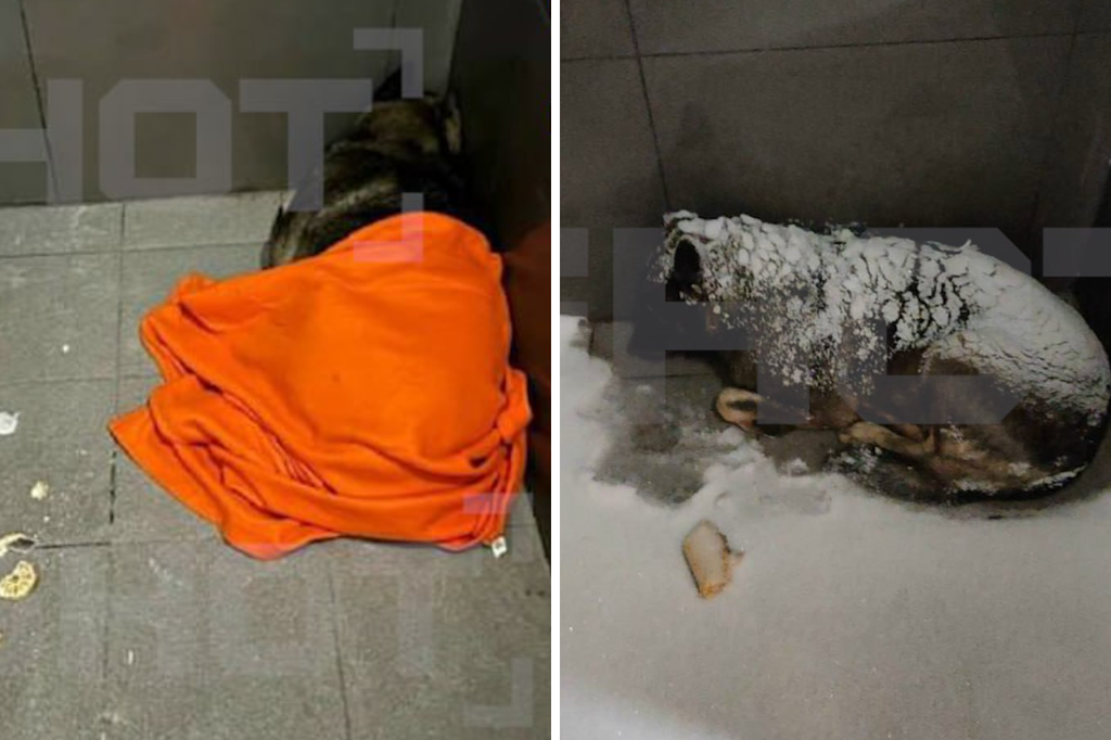    Фото © Telegram / SHOT