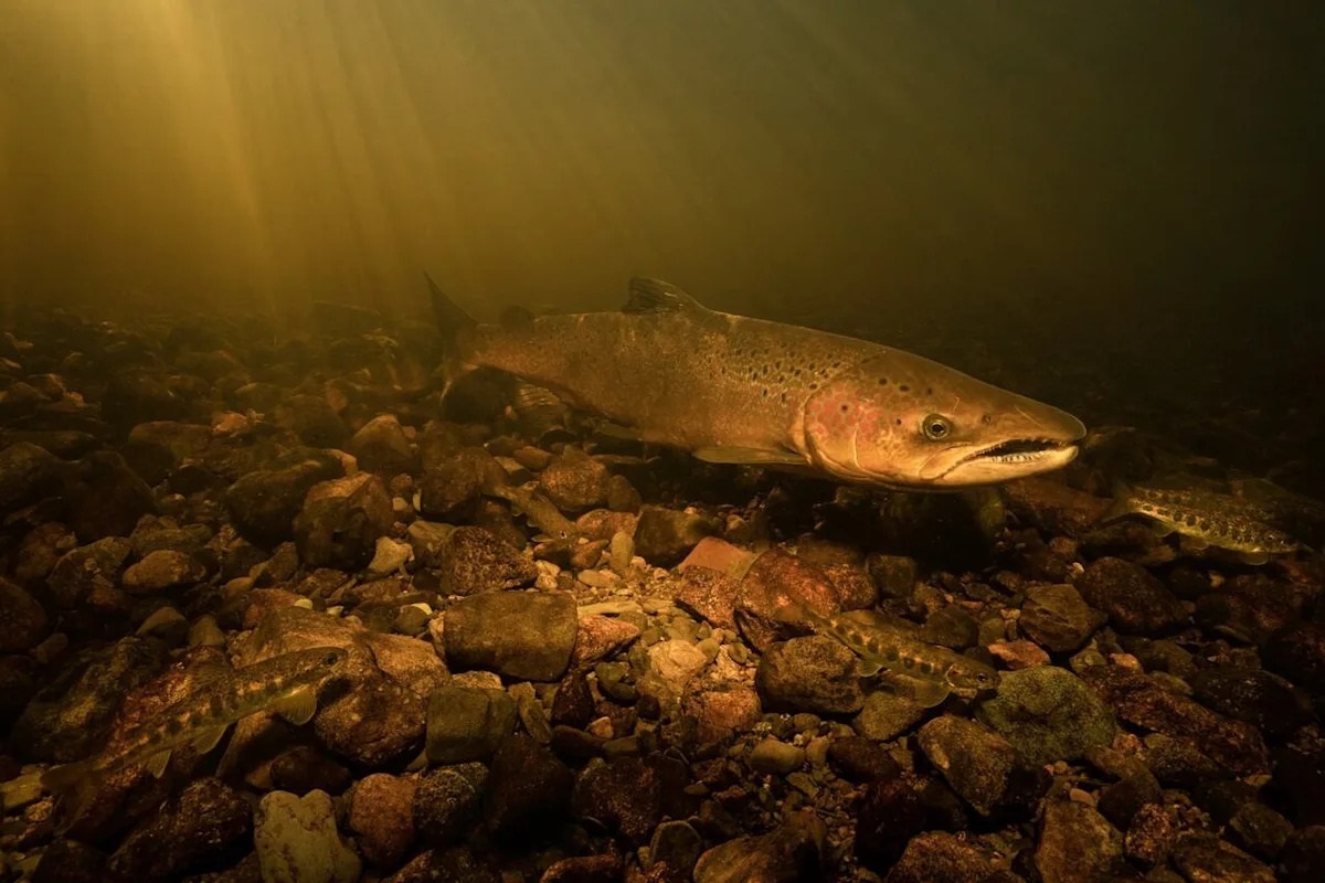 Фото с сайта: https://ca.news.yahoo.com/drought-could-threaten-salmon-returning-100000250.html