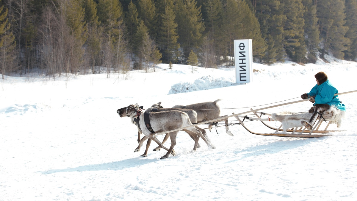    В Казыме прошёл День оленевода