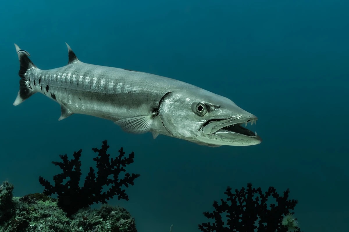 Фото с сайта: https://wot.fandom.com/wiki/Silverpike