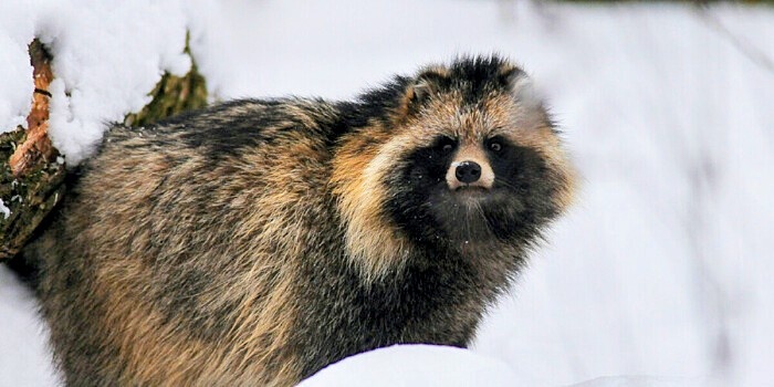 Фото из интернета.