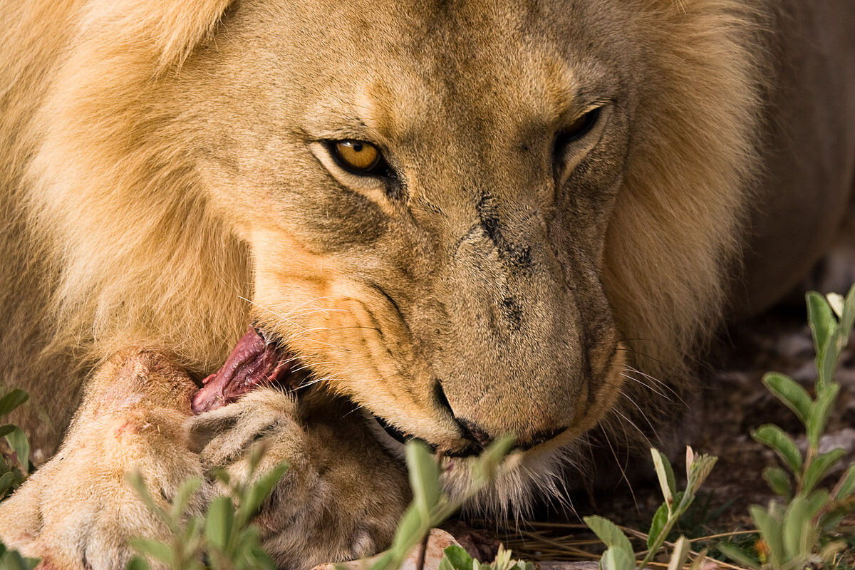 Фото с сайта: https://commons.wikimedia.org/wiki/File:Lion_eating_(3684693751).jpg