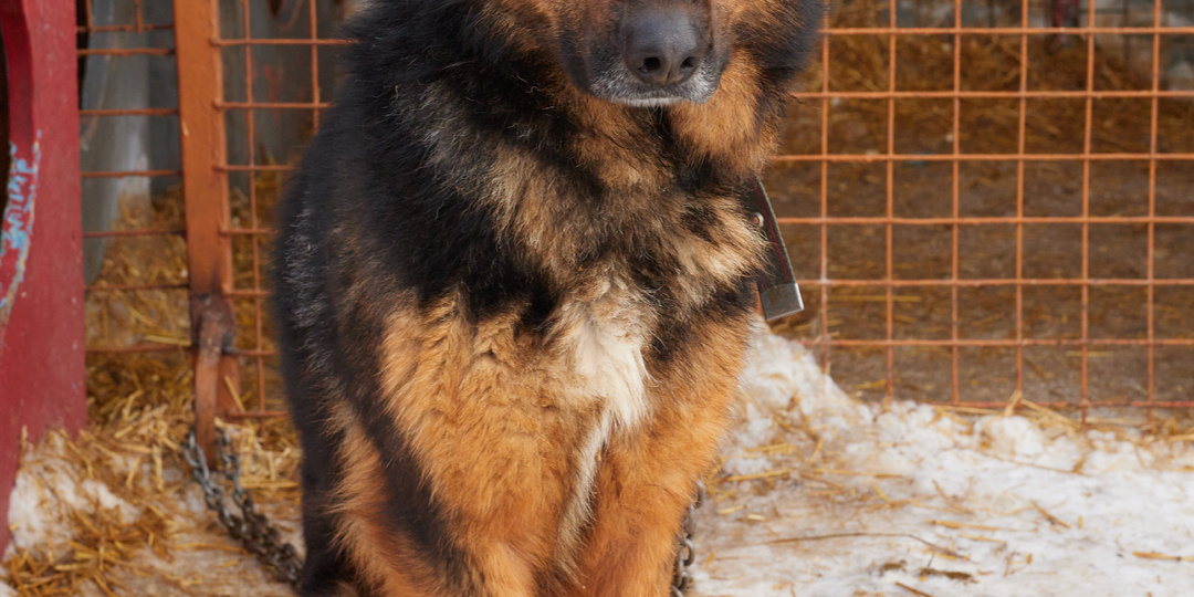 Он победил боль и ждёт Вас! Особенный овчареныш Кай ищет семью!