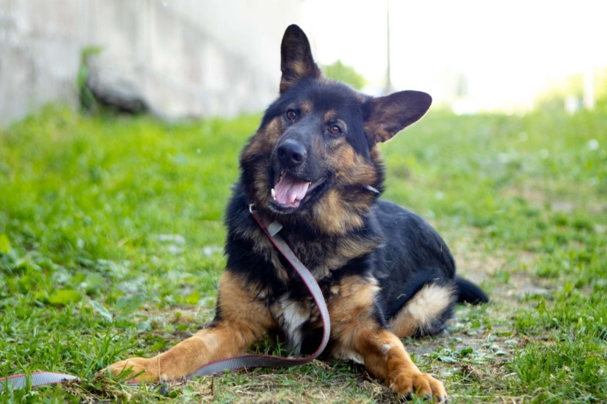 Кай готов дарить свою верность и любовь, но ему нужны особенные условия и понимающие люди!