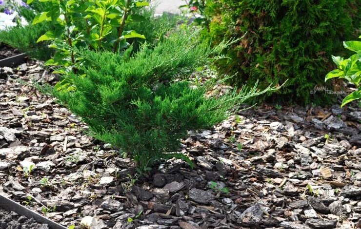 Посадка можжевельника: выбор саженцев, подготовка грунта, схема посадки