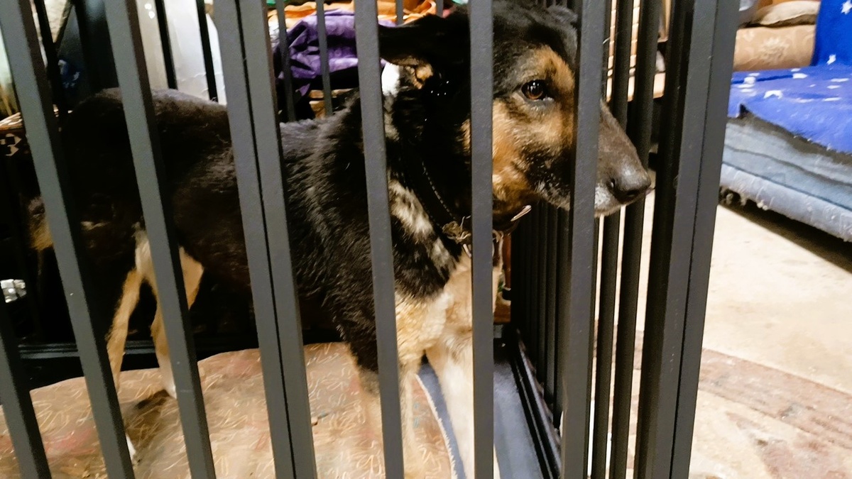 Собачка из Успенки