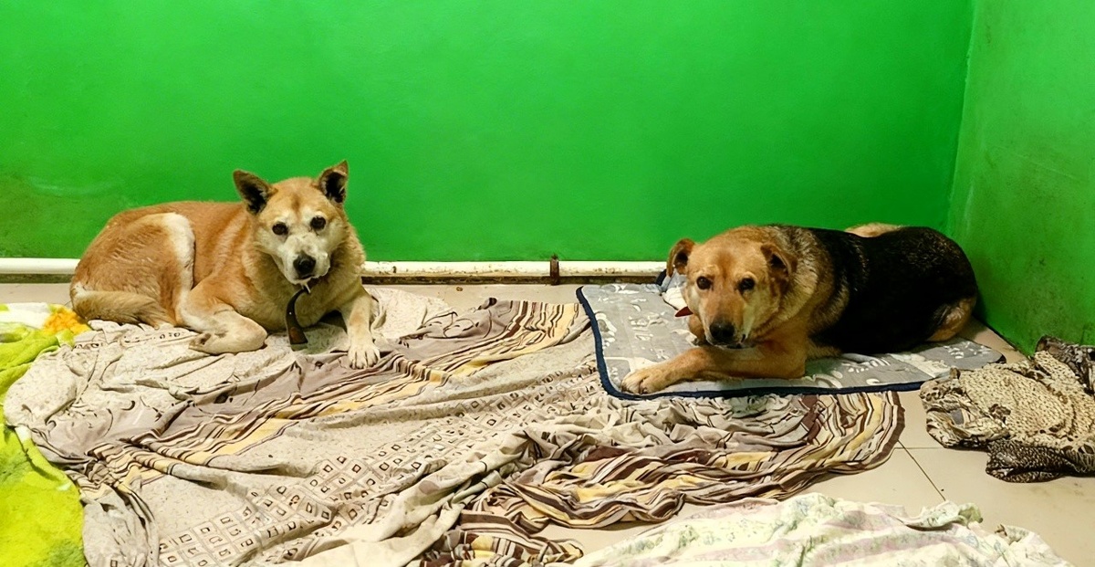 Гуля и Найда