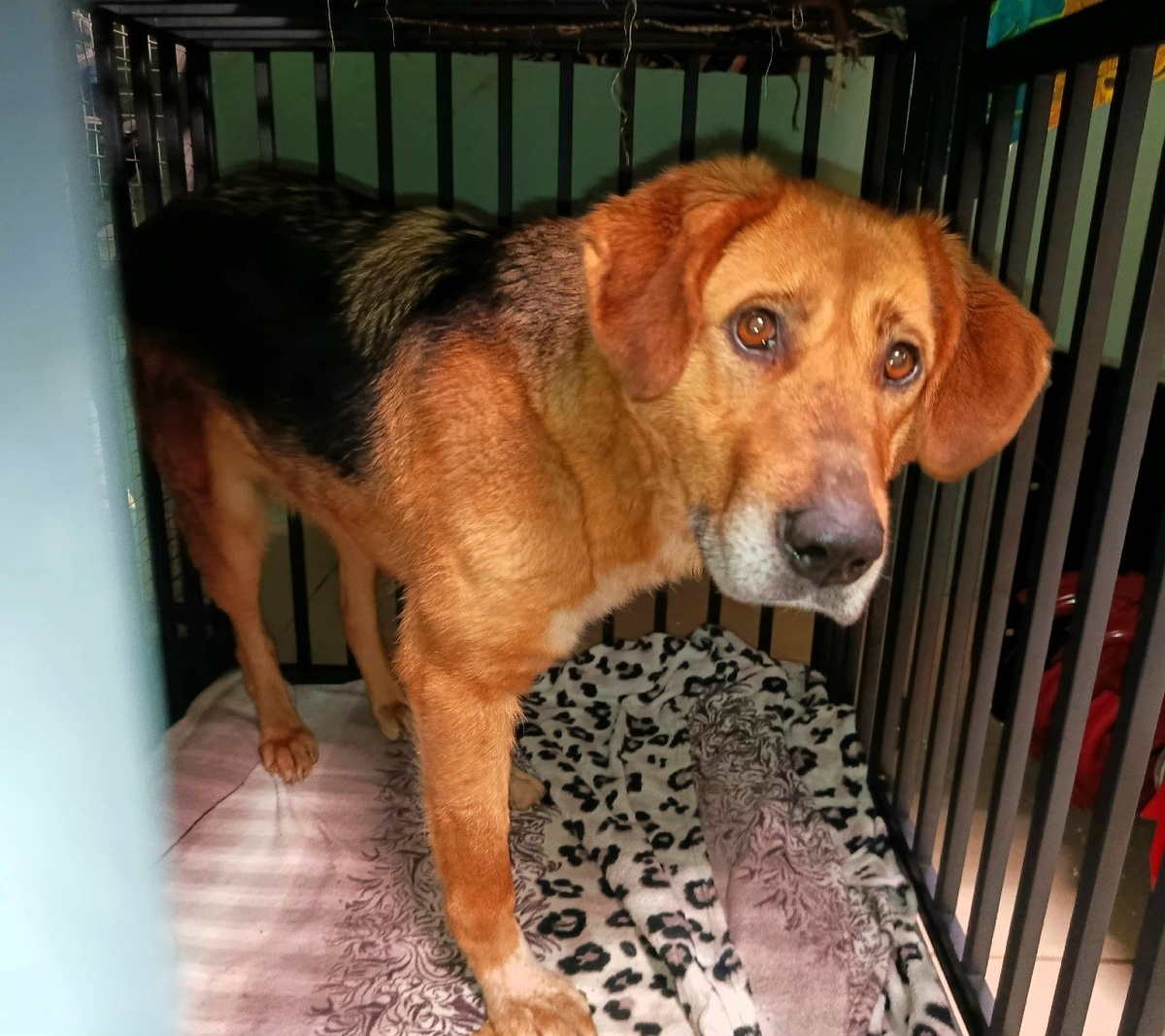 Пусть будет Веста