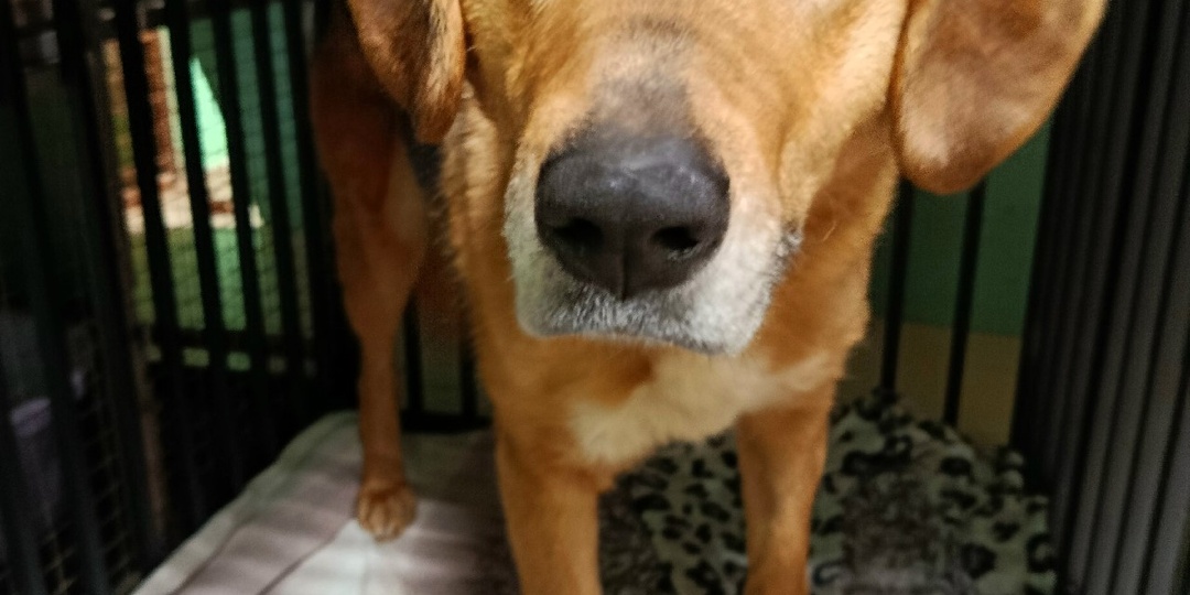 11 новых собак в приюте за 1 неполный месяц