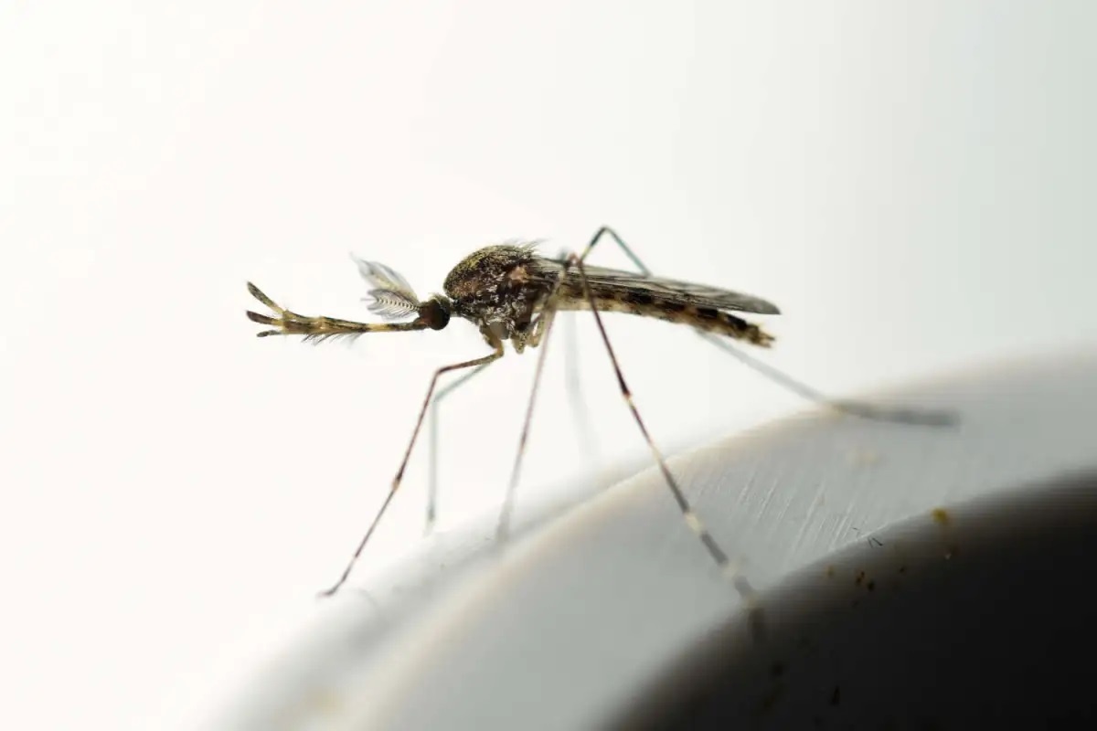 Фото с сайта: https://noticiasambientales.com/animals/iceland-breaks-its-natural-record-with-the-arrival-of-the-first-mosquito-to-the-arctic-island-does-it-affect-the-local-ecosystem/