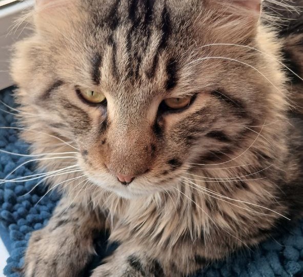 Подарите себе счастье - возьмите кошку из приюта