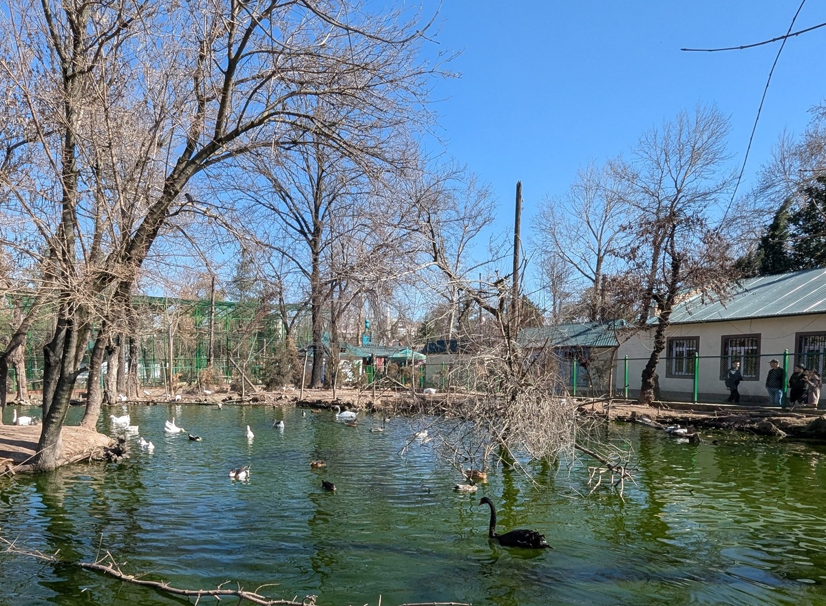 Пруд в зоопарке