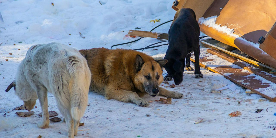 Скандал с собакой в Челябинске расстроил клиентов «Додо Пиццы» со всей страны