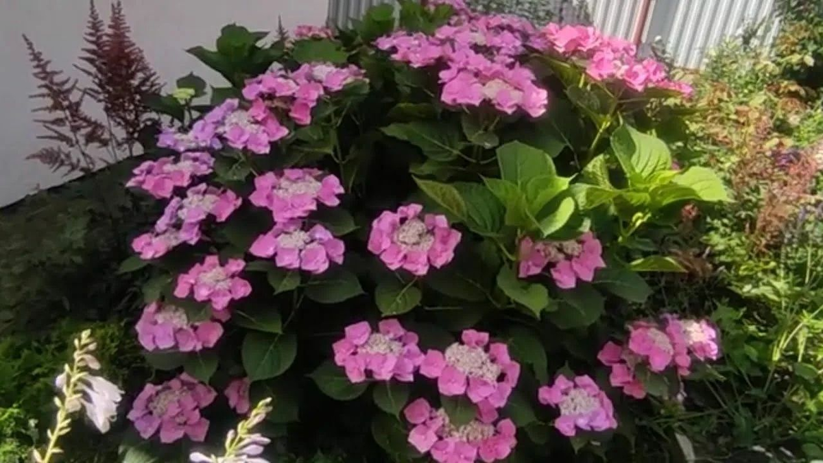 Гортензия крупнолистная Блаумайзе