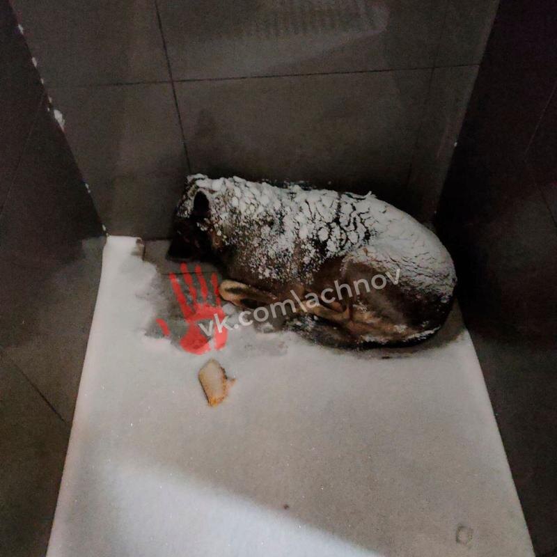    «Агентство чрезвычайных новостей». Замерзающая собака