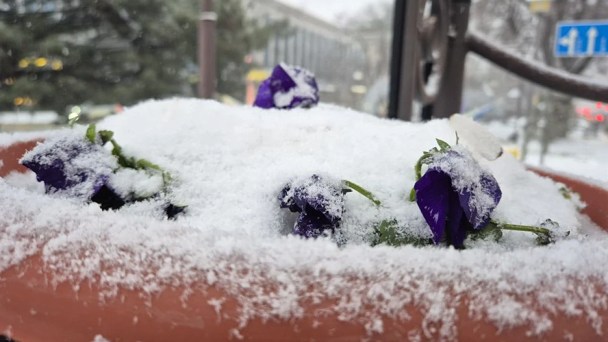    Фото: телеканал «Краснодар»