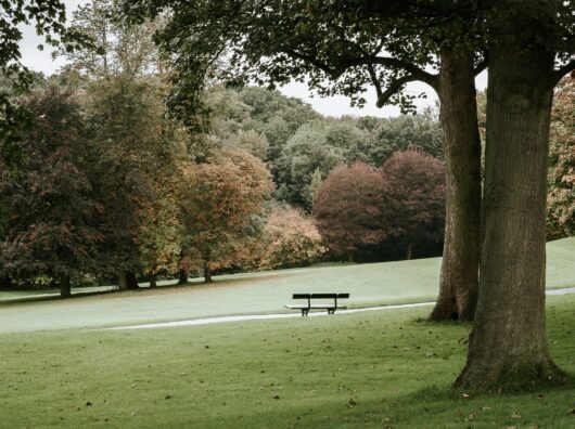    Парк // Фото с сайта https://ru.freepik.com