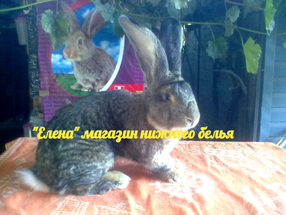 Фото автора. Наш красавчик 