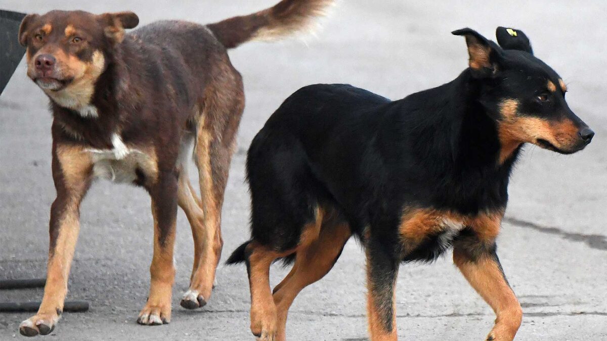    бездомная собака РИА