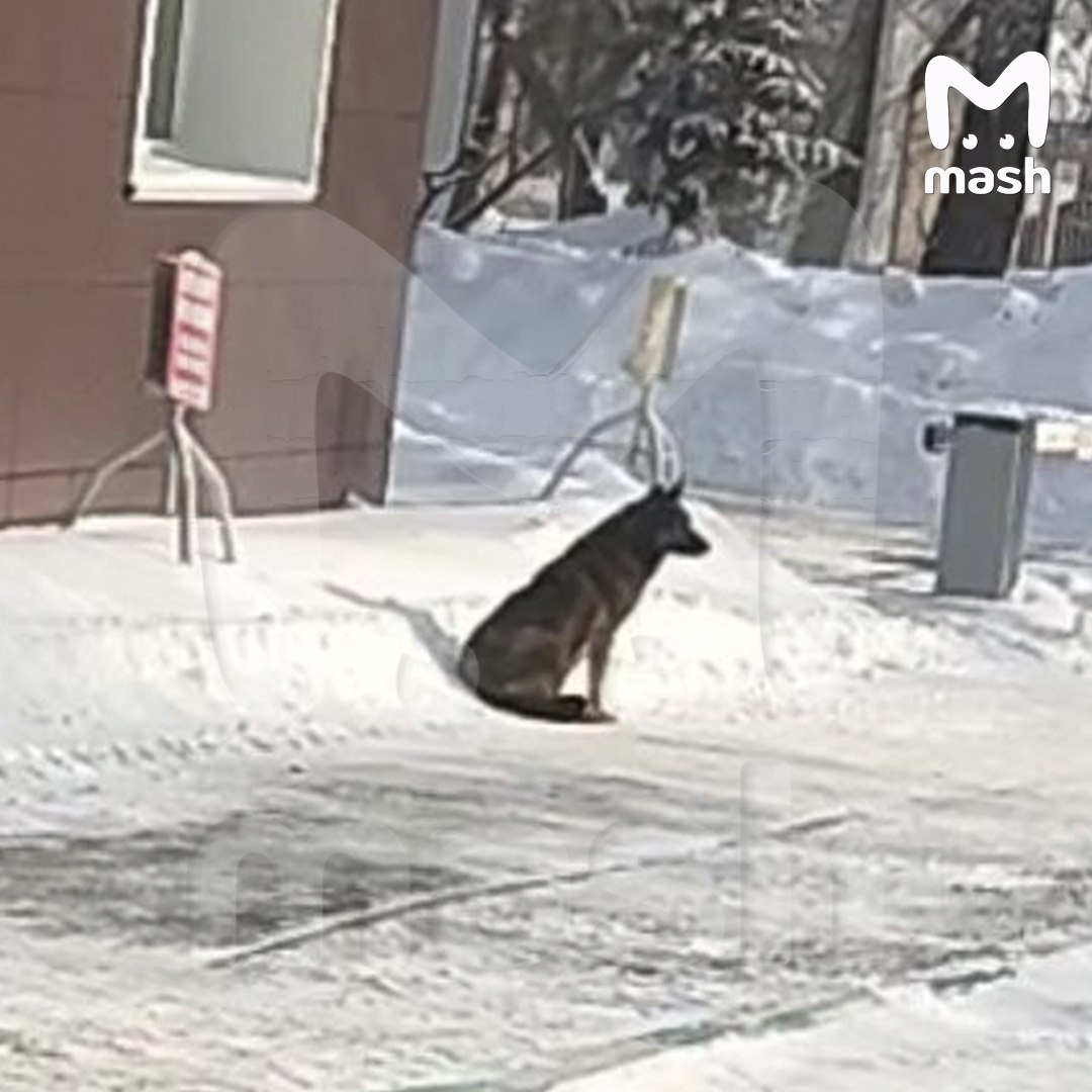 Скрин с ТГ канала Мэш