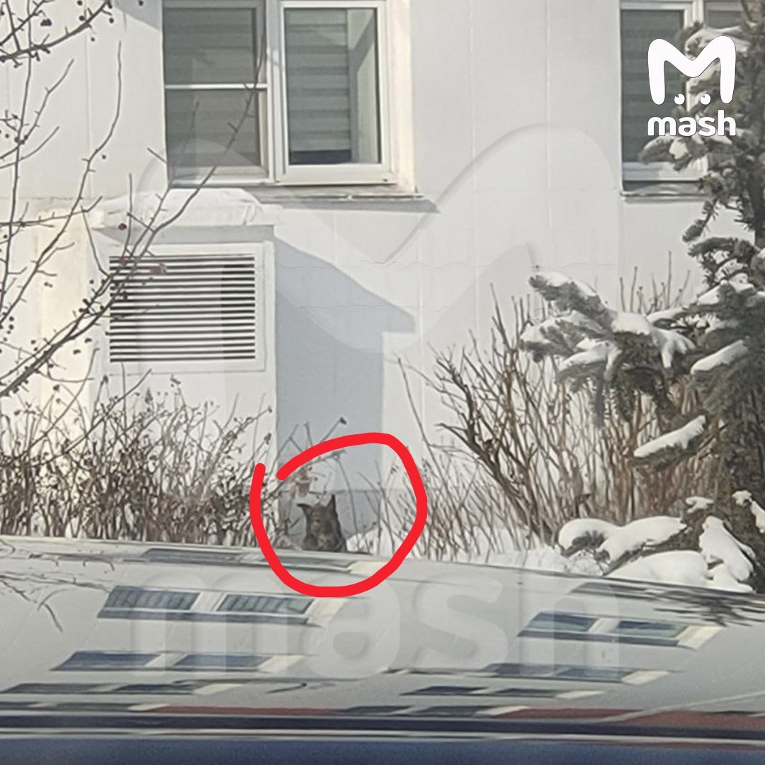 Скрин тн канала Маш