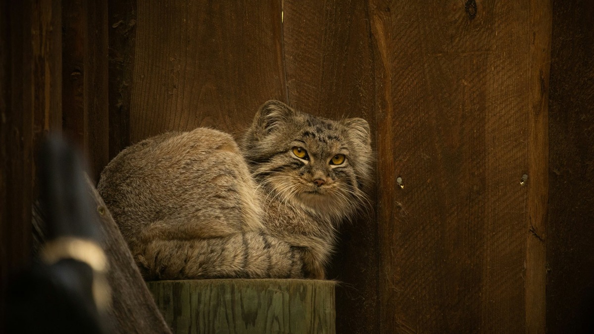    Манулы — скрытные и осторожные обитатели степей, чье знакомство требует особого подхода