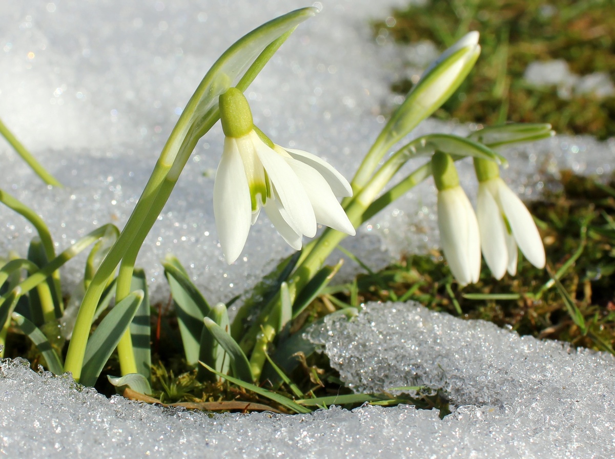 Подснежник Элвиса. Фото: Kora27 / Wikimedia Commons