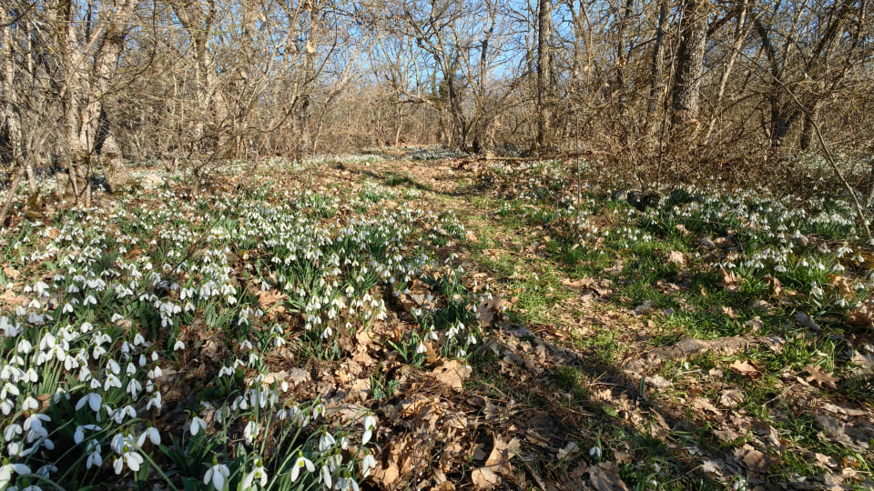 Какой он, настоящий Подснежник?
