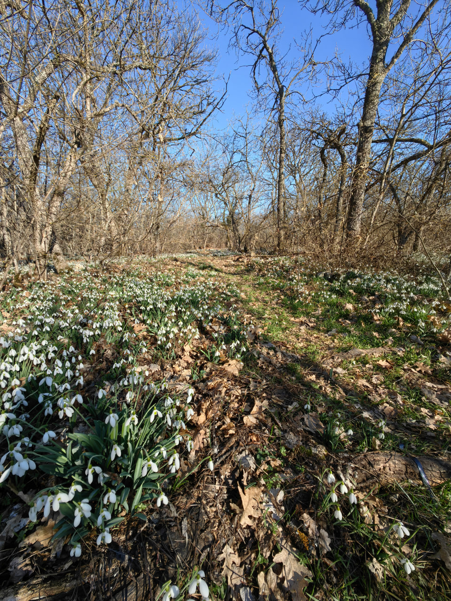 Подснежники в районе пещерного монастыря Шулдан (Крым, Бахчисарайский район, недалеко от Севастополя и села Терновка) 