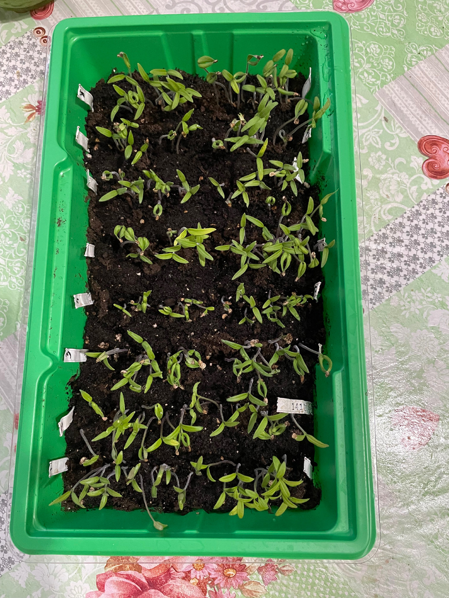 Рассада томатов в феврале 2026