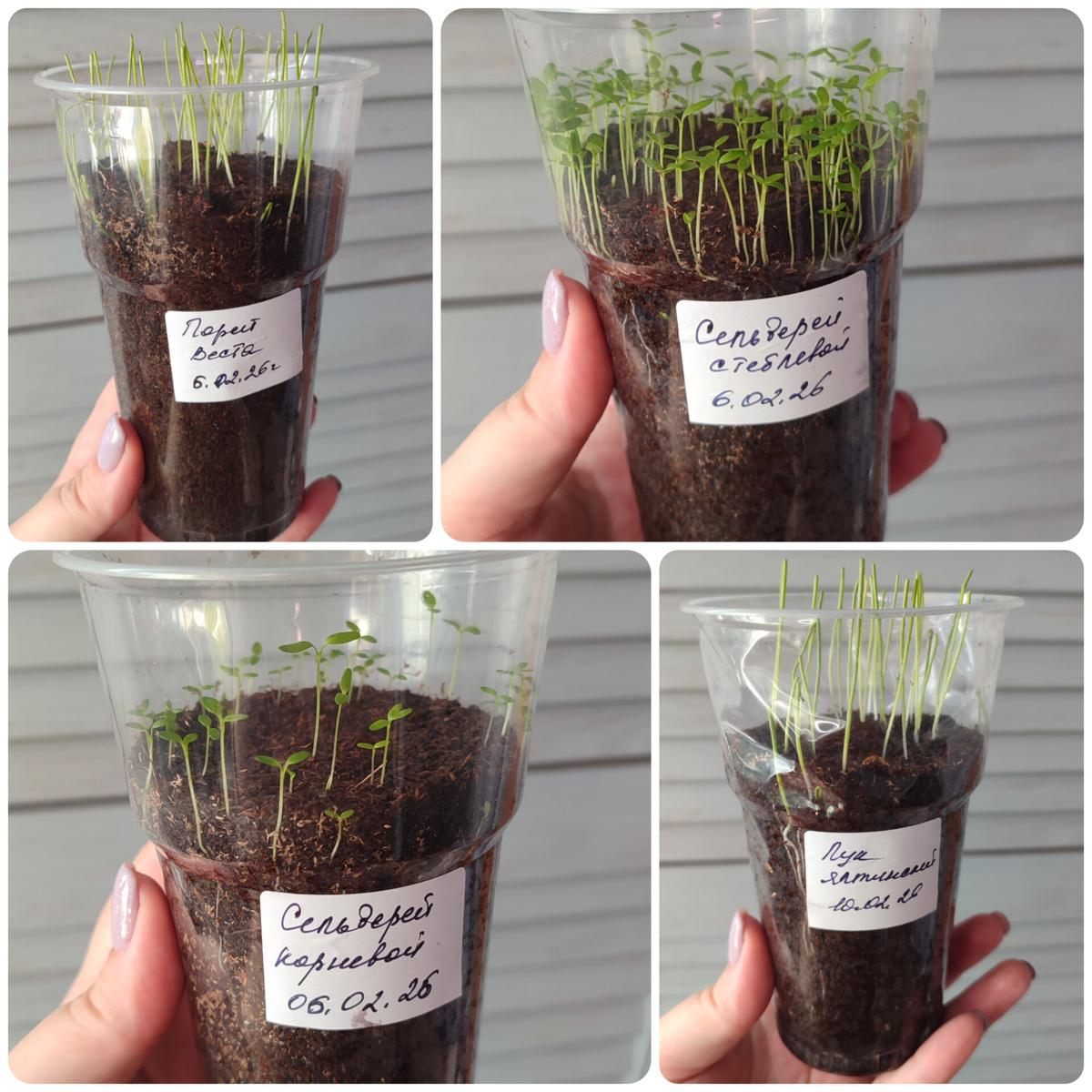 На 23.02 вот такая рассада, уже один раз пострижена