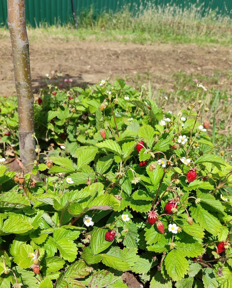 Ну хоть такие ягоды поели 😂