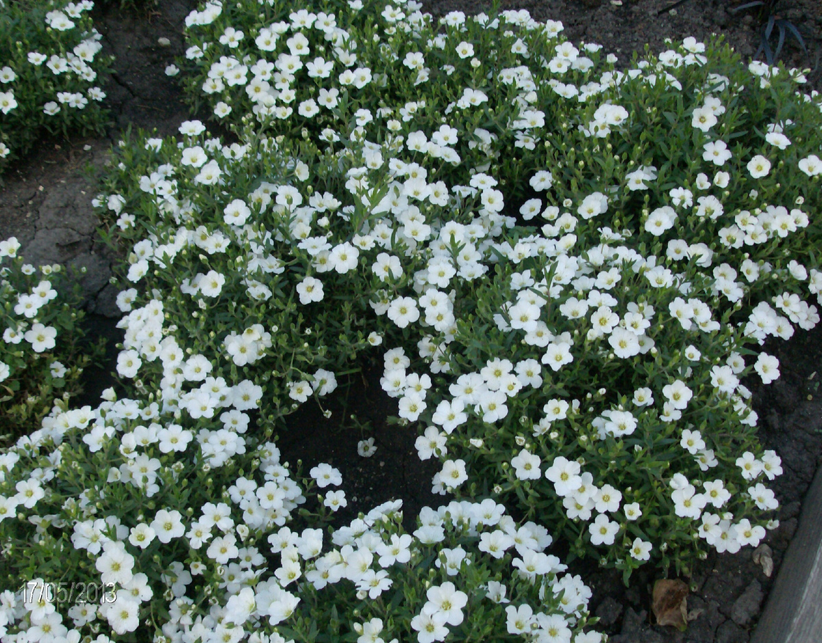 Личное фото из собственного питомника. 