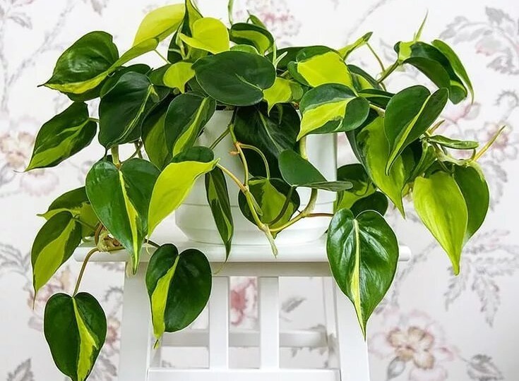Филодендрон как лиановидная система: культура выращивания, физиология роста и принципы домашнего благополучия