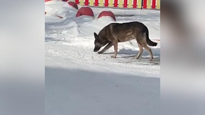 Обложка © Telegram/ SHOT