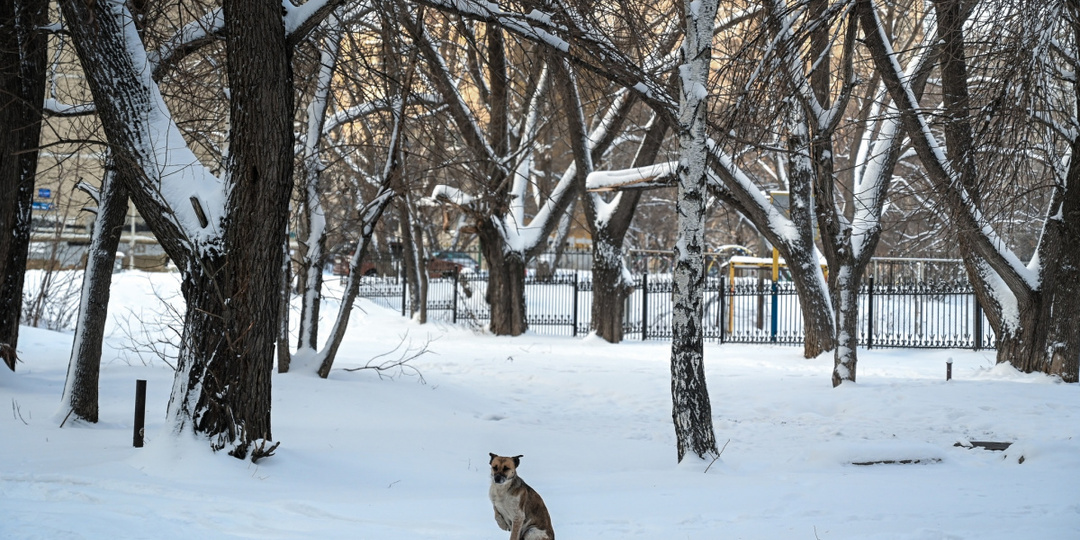 В Челябинске ищут хозяина для собаки, ставшей причиной скандала с «Додо Пиццей»
