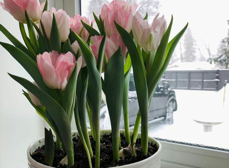 🌷❄️ Тюльпаны Зимой: Миф или Реальность? Выращиваем Весеннюю Сказку Прямо Дома! 🏡