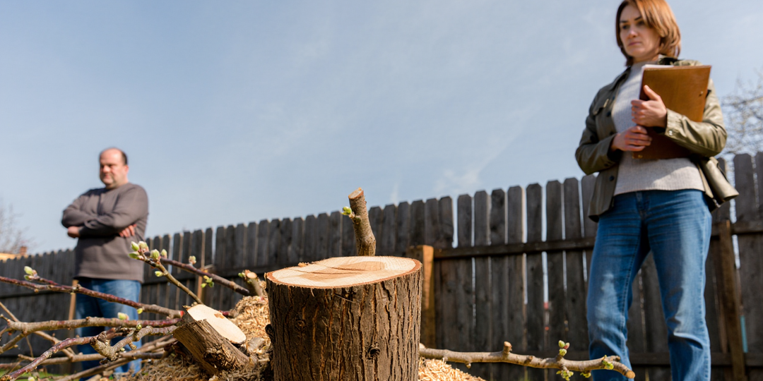 Сосед спилил мою яблоню. Я не скандалила — вызвала юриста и получила 153 тысячи