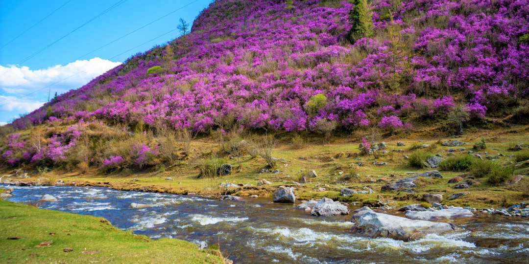 Когда цветёт маральник на Алтае?