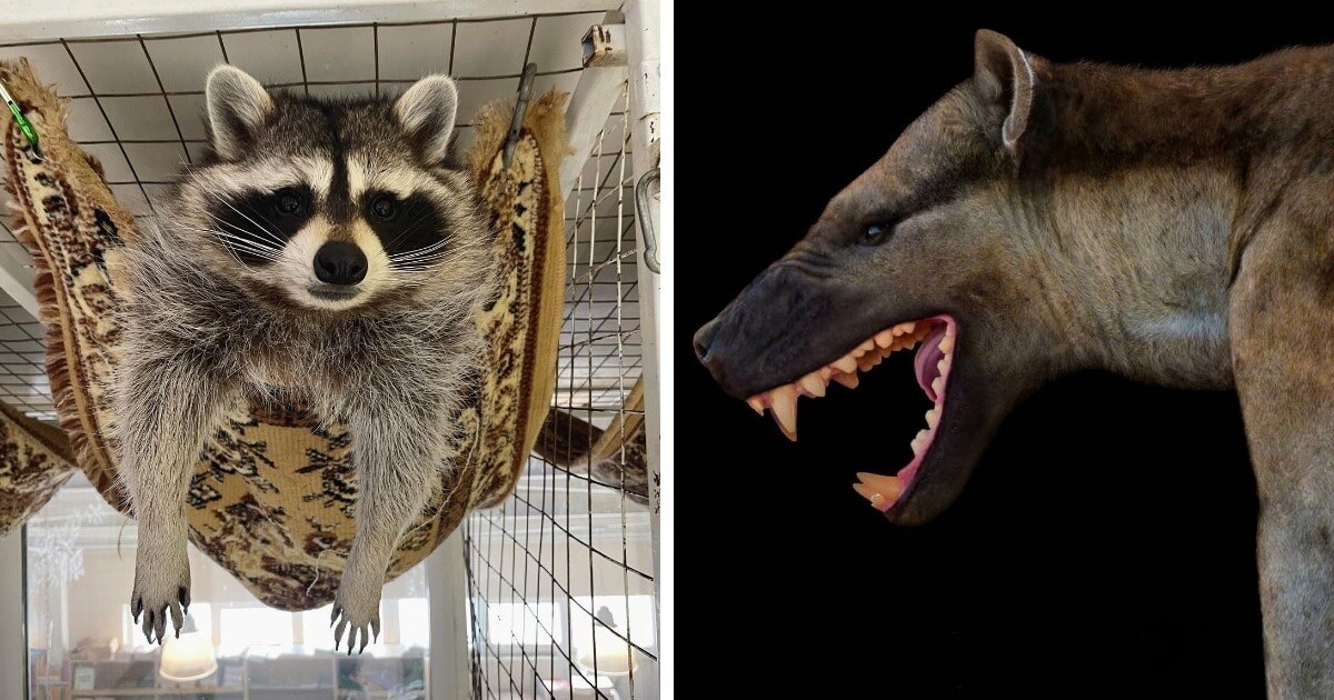    planeta_enotov / paleorex