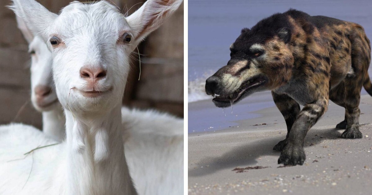    ferma_nadezhda / rexys.world