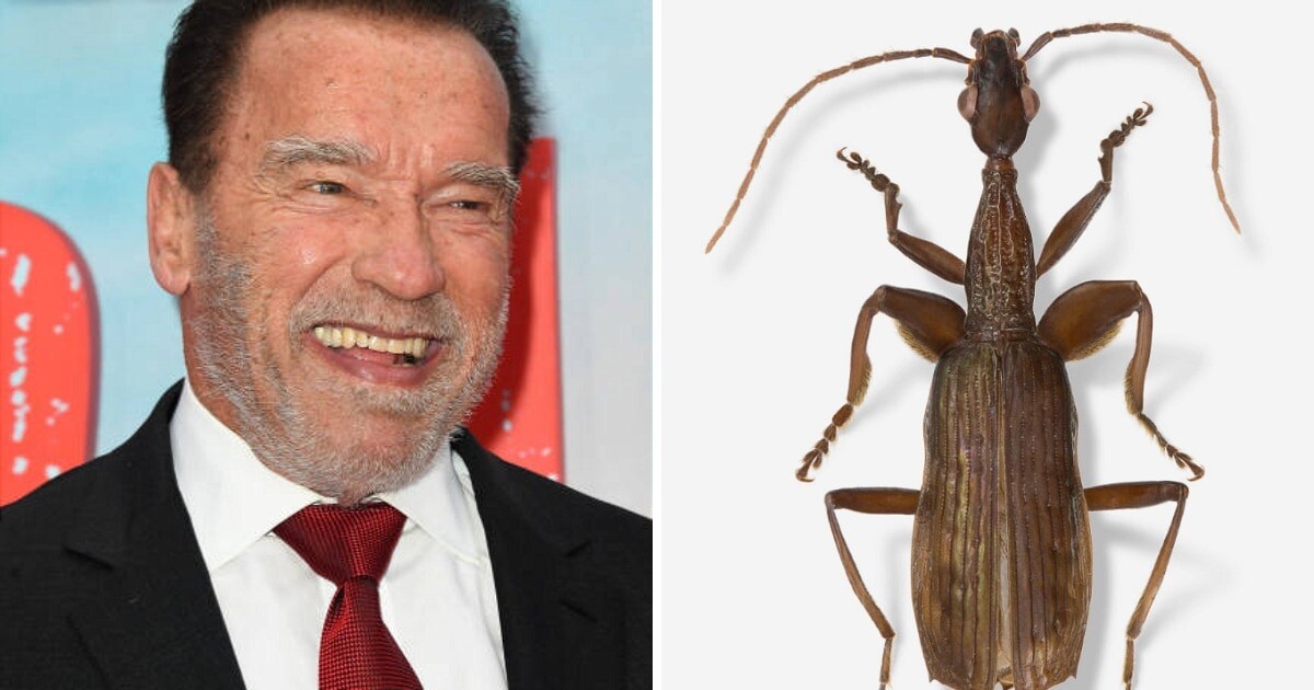    Albert L. Ortega / ColeopSoc