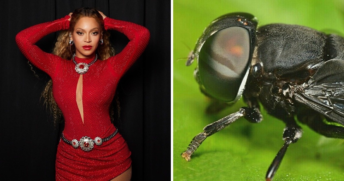    beyonce / Imamul Aripin